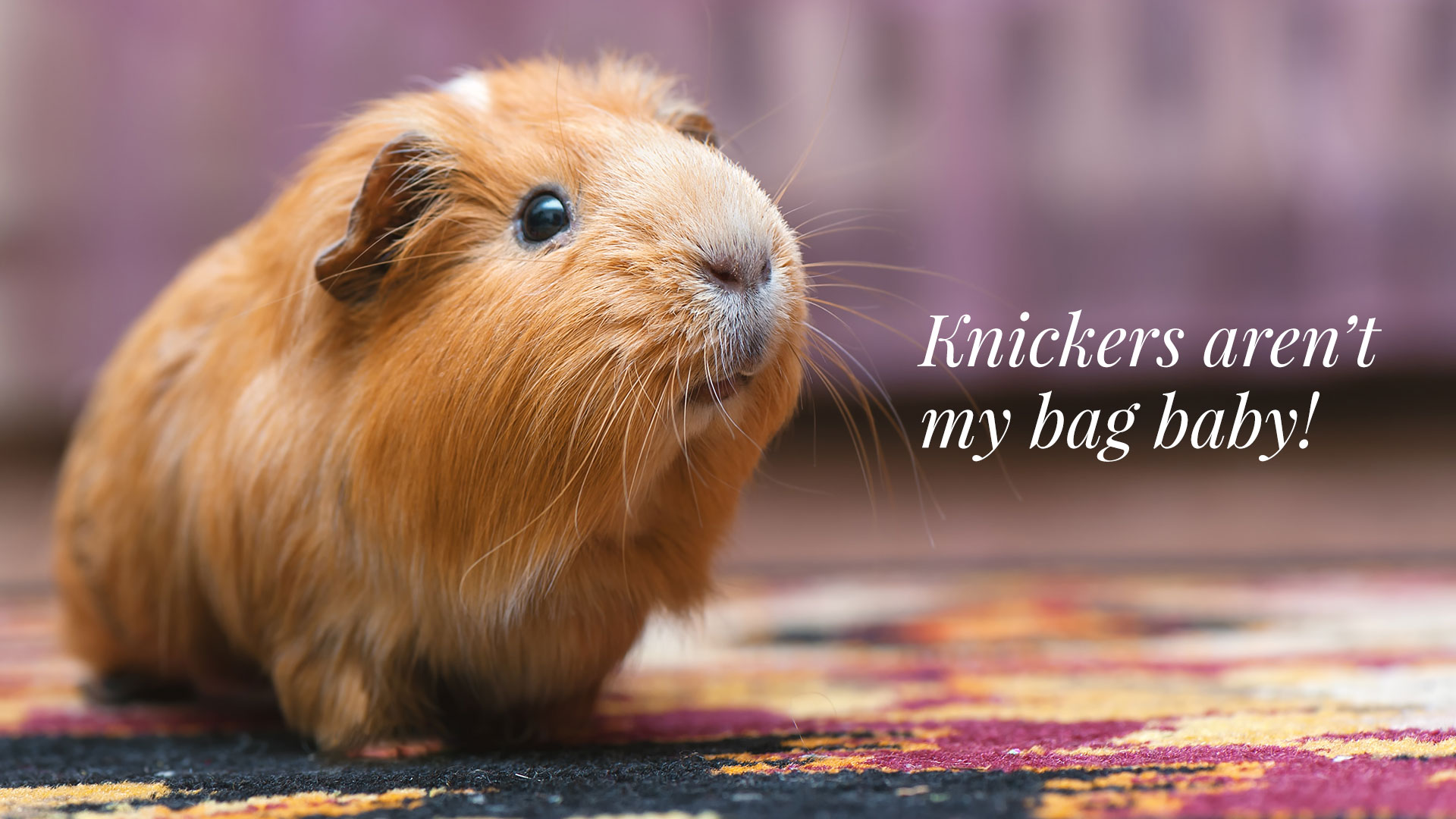 Whatever you do, don’t put a guinea pig in knickers!