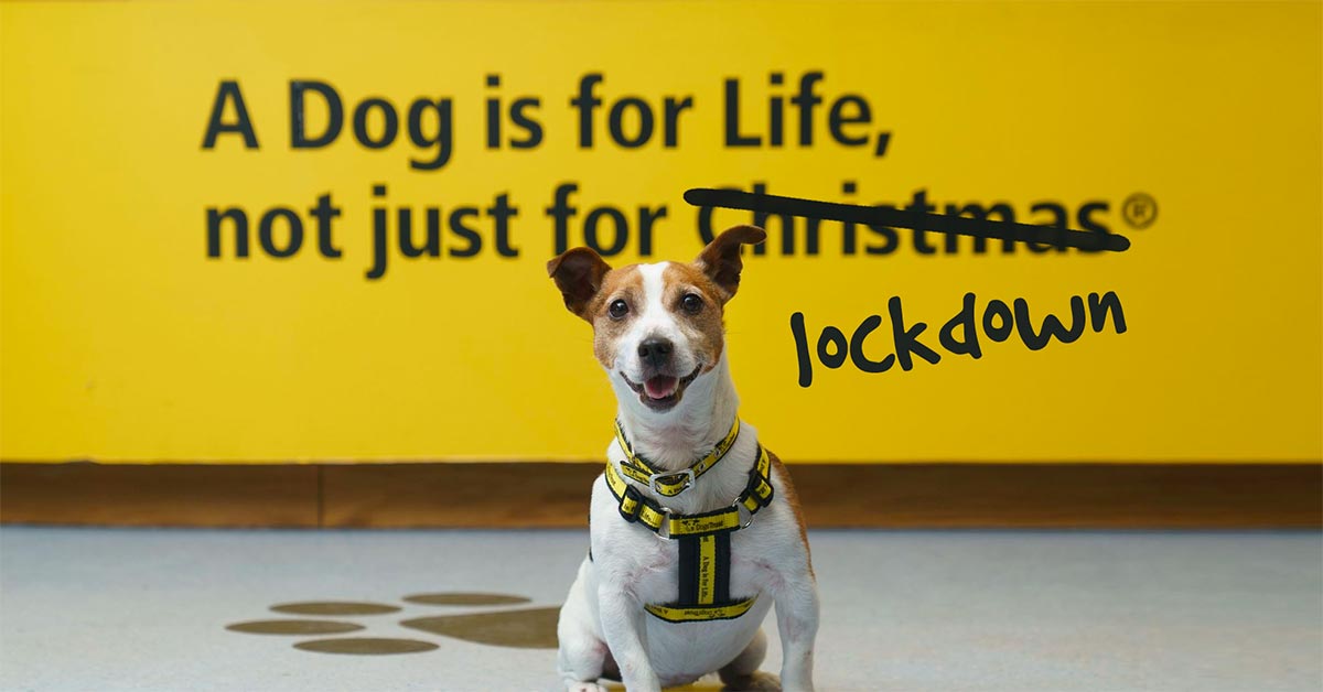 Animal charities - Lockdown ad from Dogs Trust